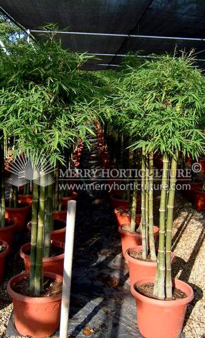 Bamboo stone Green (Pot) 2